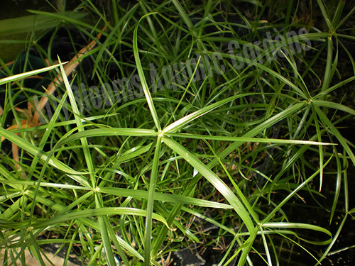 Dwarf Umbrella Palm (Cyperus alternifolius 'Gracilis') shallow water pond plant