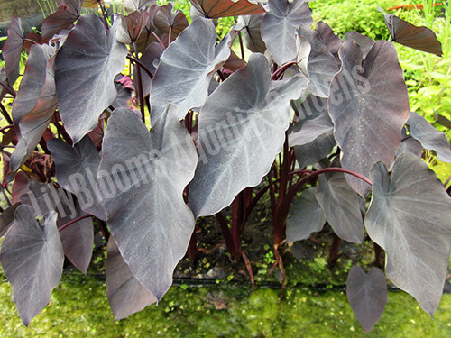 Black Magic Taro (Colocasia esculenta 'Black Magic') shallow water plant