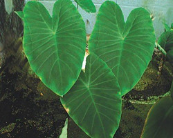 Green Taro (Colocasia esculenta) shallow water pond plant