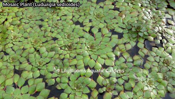 Mosaic Plant (Ludwigia sedioides)