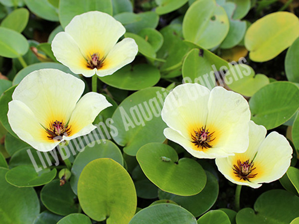 Water Poppy- Tropical Bog Plant