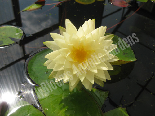 Nymphaea 'Perry's Double Yellow' Hardy Water Lily