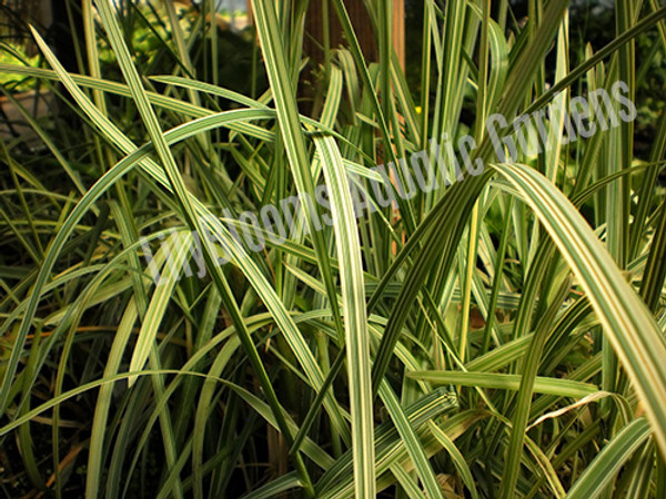 Variegated Manna Grass- Hardy Bog Plant