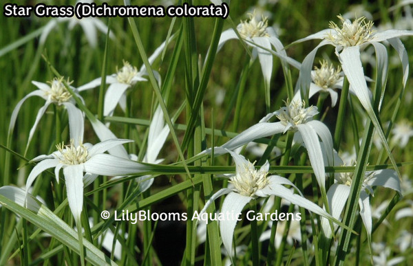 Star Grass (Dichromena colorata)