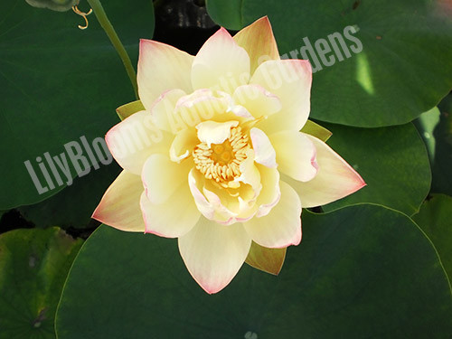 Nelumbo 'Green Maiden' - Small Pink to Cream Hardy Water Lotus