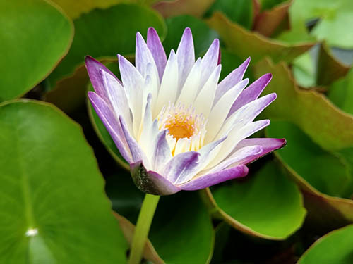 Nymphaea 'Purple Joy'