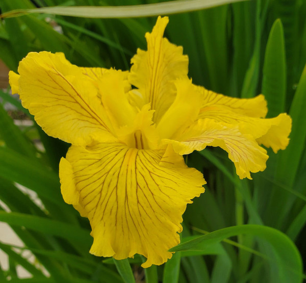 Fortune Finder - Yellow Louisiana Iris (Iris 'Fortune Finder')

