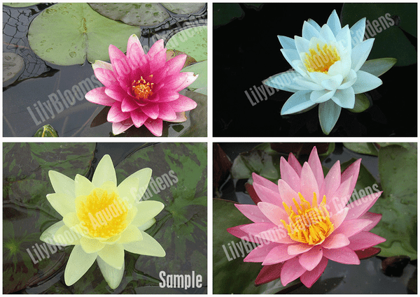 Hardy Waterlily Assortment of 3 - Pick 3 Colors