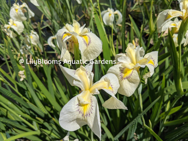 Iris pseudata 'Cascadian Snow'