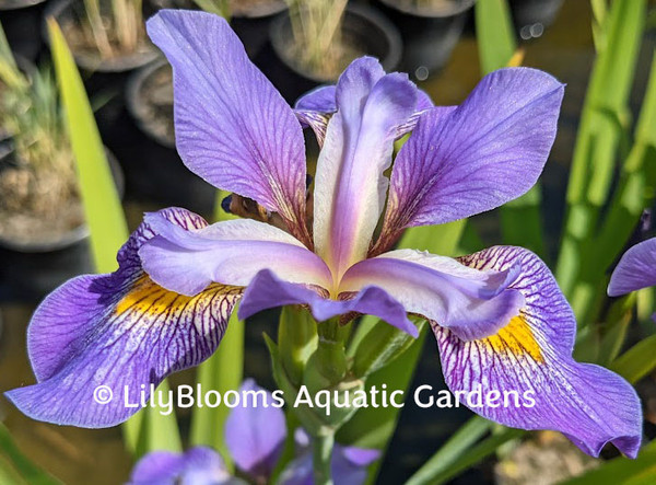 Iris virginica 'Contraband Girl'