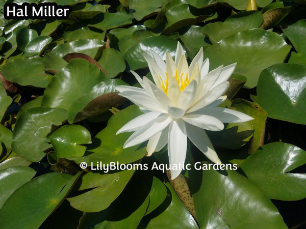 Nymphaea 'Hal Miller' White Hardy Water Lily