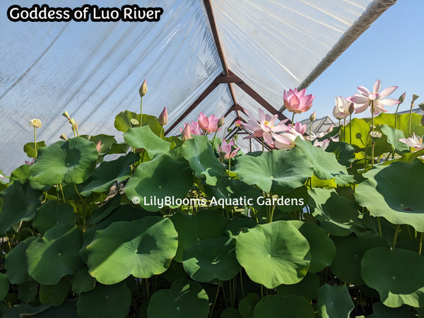 Goddess of Luo River -- Hardy Water Lotus (Nelumbo cultivar)