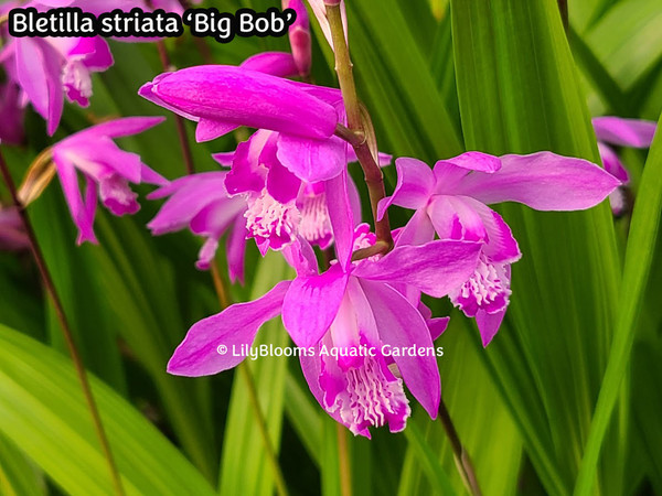 Bletilla striata 'Big Bob' (ground orchid) Moisture Loving Plant