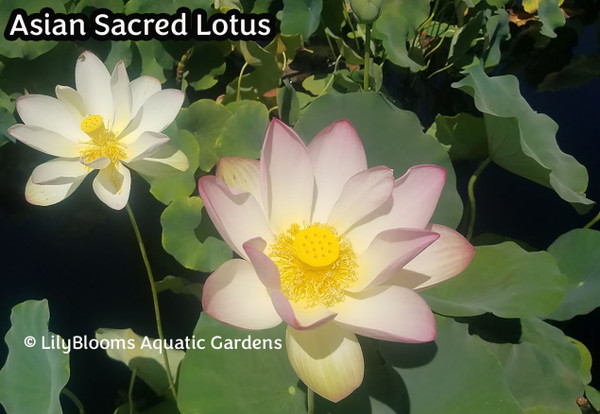 Asian Sacred Lotus -- Light Pink Hardy Water Lotus (Nelumbo nucifera)