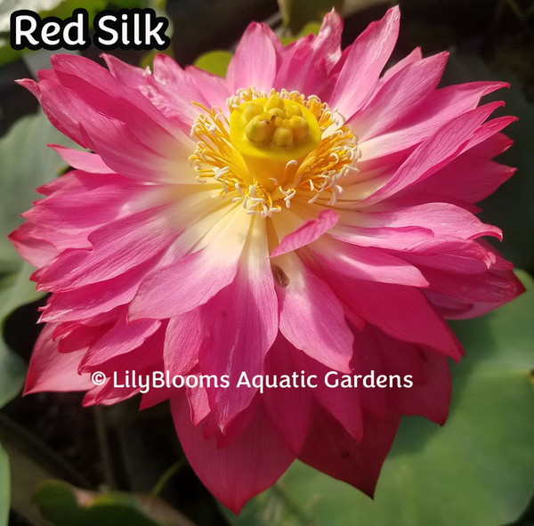 'Red Silk' Red Hardy Water Lotus (Nelumbo)