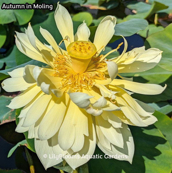 'Autumn in Moling' Yellow Medium Water Lotus (Nelumbo cultivar)