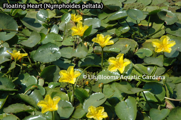 Floating Heart (Nymphoides peltata) Lily-Like