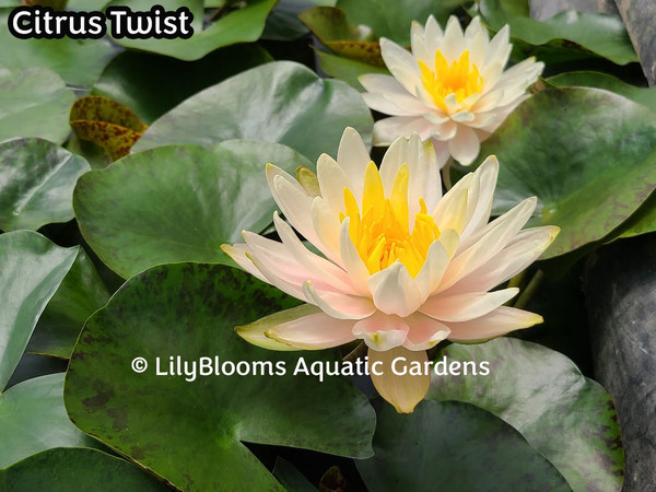 Nymphaea 'Citrus Twist' Peach Pink Hardy Water Lily