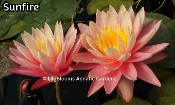 Nymphaea 'Sunfire' Yellow and Pink Hardy Water Lily
