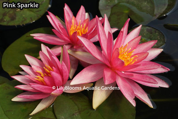 Nymphaea 'Pink Sparkle' Pink Hardy Water Lily