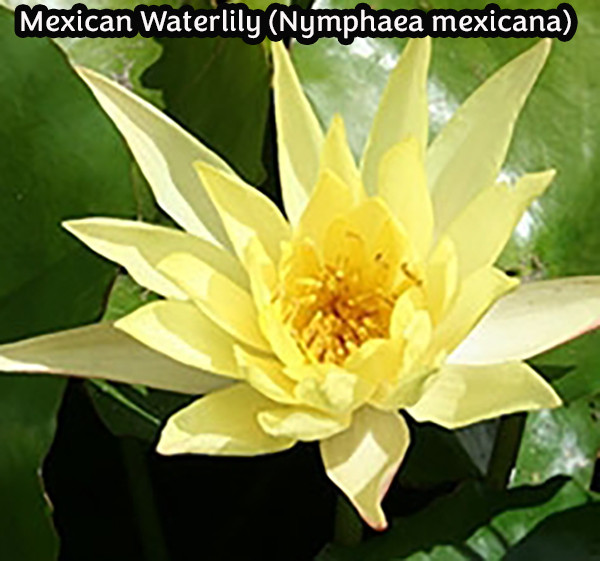 Mexican Waterlily (Nymphaea mexicana) Half-Hardy