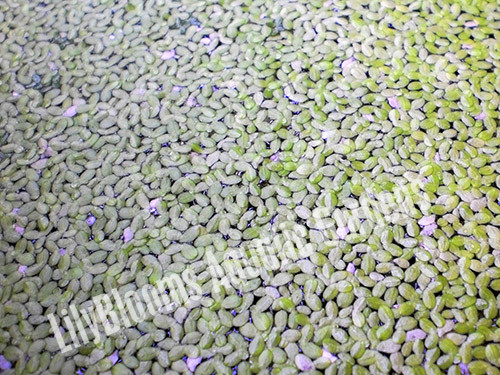 Duckweed (Lemna sp.) floating pond plant