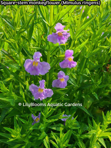 Square-stem monkeyflower (Mimulus ringens) -- shallow water pond plant