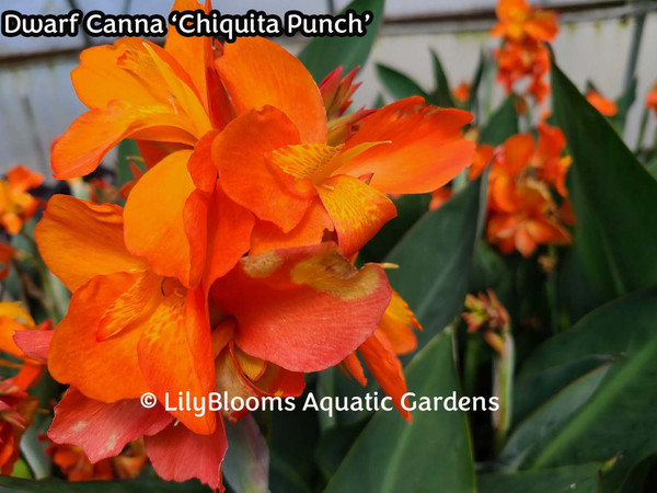 Dwarf Canna 'Chiquita Punch' -- shallow water pond plant