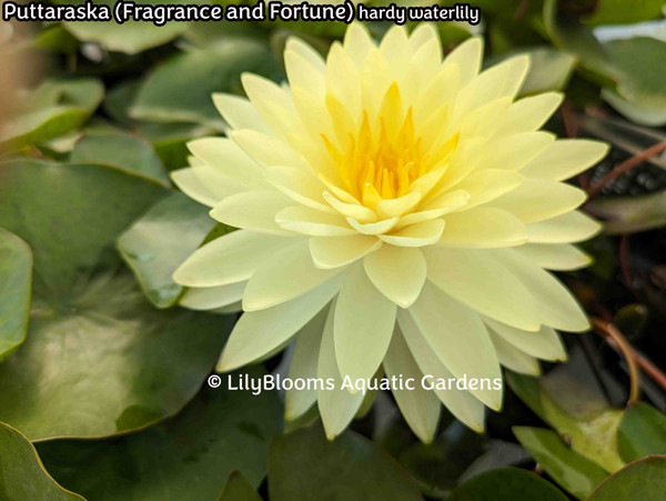 Nymphaea 'Puttaraska' (Fragrance and Fortune) Yellow Hardy Waterlily
