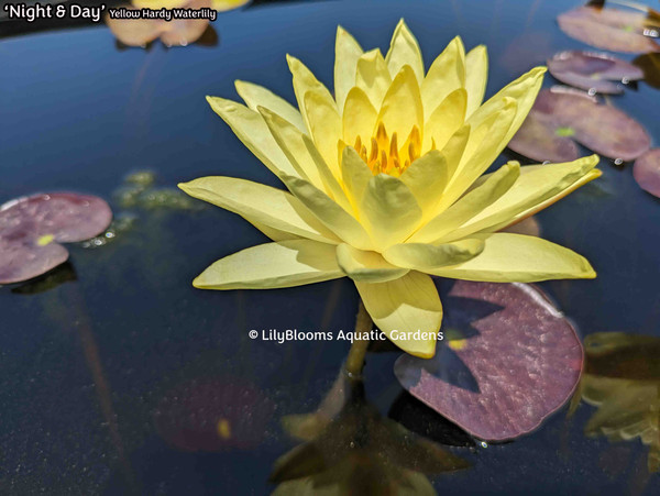 Nymphaea 'Night & Day' Yellow Hardy Water Lily