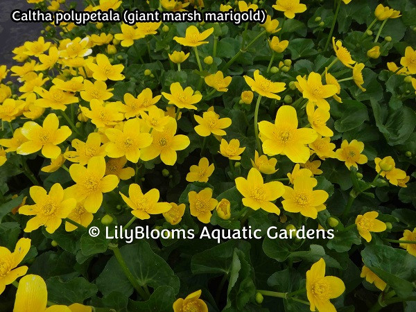 Giant Marsh Marigold (Caltha polypetala)