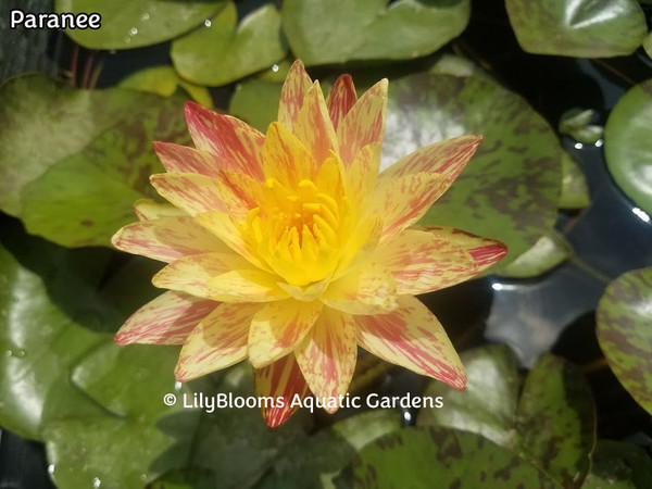 Nymphaea 'Paranee' Yellow & Coral-Red Bicolor Hardy Water Lily
