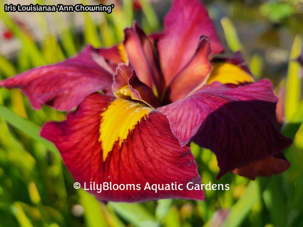 'Ann Chowning' - Red Louisiana Iris shallow water pond plant