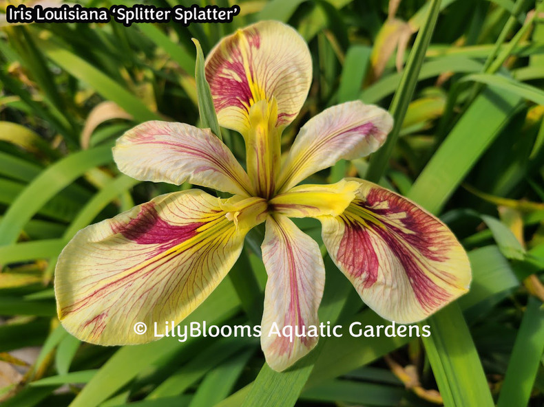 Aquatic Iris for Ponds, Water Features and Terrestrial Gardens  © 2024 Lilyblooms LLC