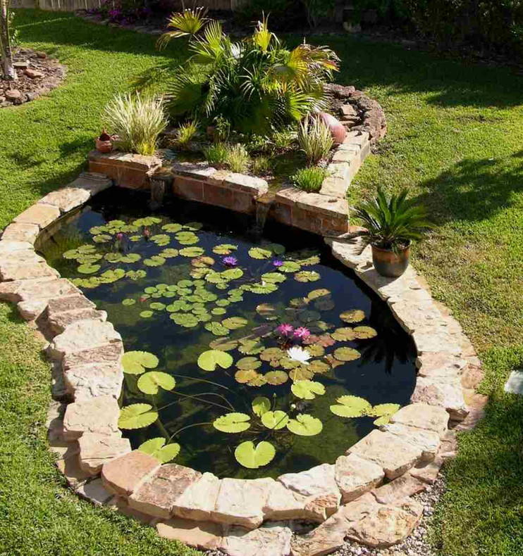 Using Plants to Filter Ponds ©