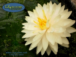 10 Pond Plants for a Beautiful and Healthy Water Garden - Lilyblooms