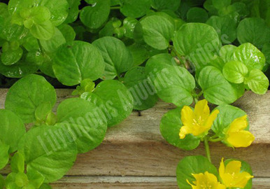 Golden Creeping Jenny - Submerged Pond Plant