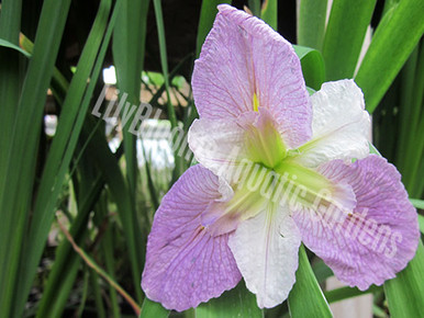 Colorific Bi-color Louisiana Iris