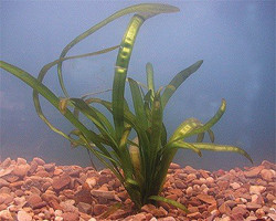 Vallisneria (Vallisneria americana) submerged oxygenating aquatic plant