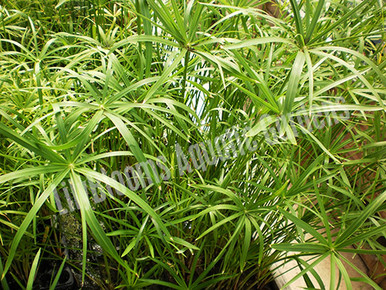 Umbrella Palm (Cyperus alternifolius)