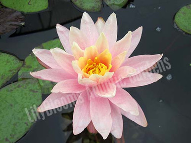 Nymphaea 'Barbara Dobbins' Hardy Peach-Orange Water Lily