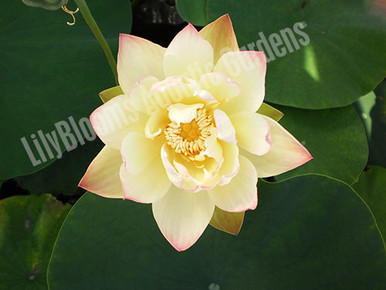 Green Maiden - Hardy Changeable Water lotus - Small Lotus