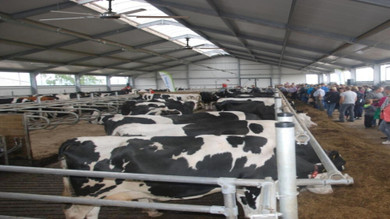 EPOCH HVLS Fans Cool Cows