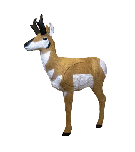 Amerikanische Antilope