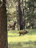 Signature 1/3 Scale Elk