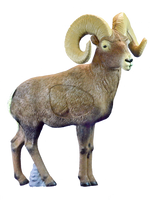 Bighorn Sheep