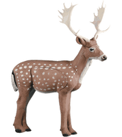 Fallow Deer