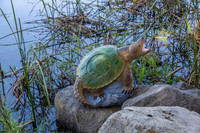 Snapping Turtle Target
