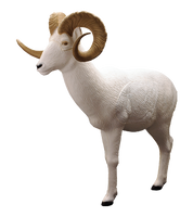 Standing Dahl Sheep