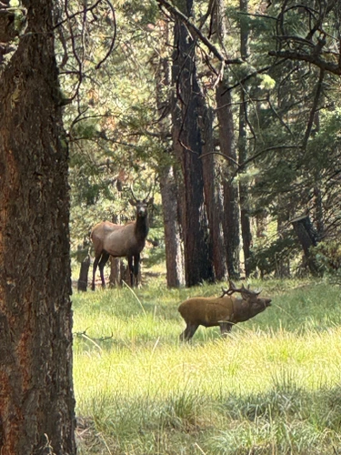 Signature 1/3 Scale Elk